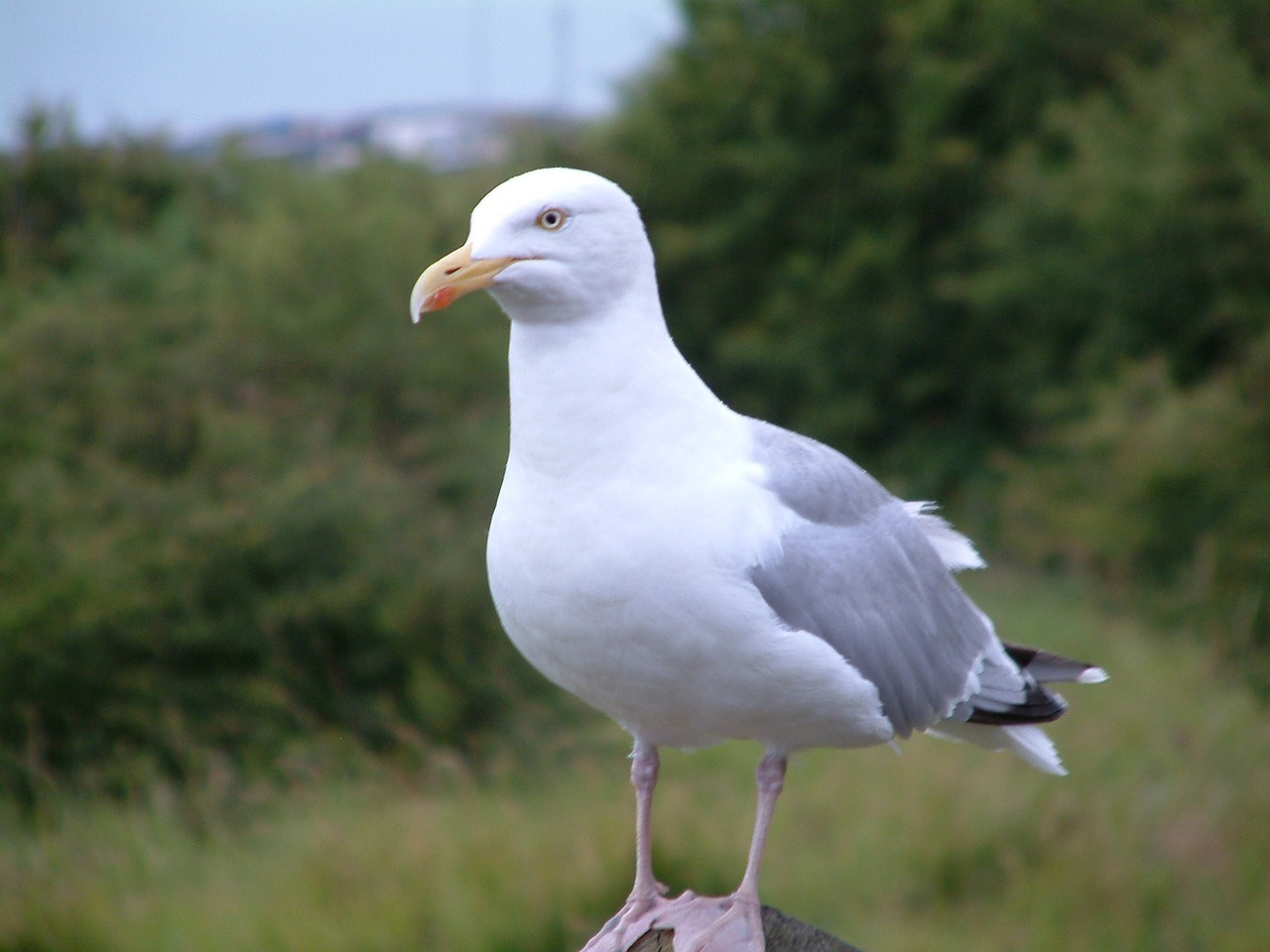seagull kent england free photo