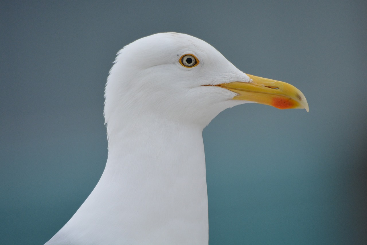 seagull animal bird free photo