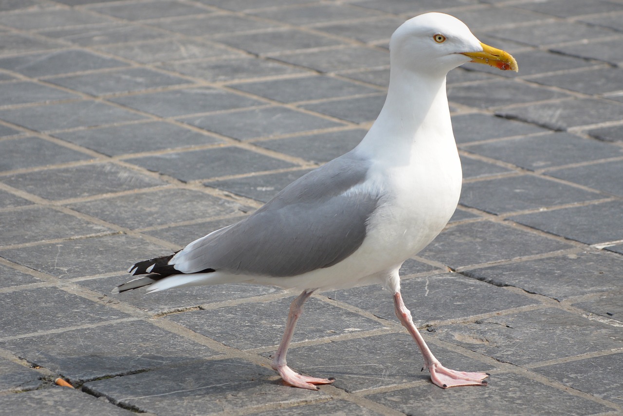 seagull animal bird free photo