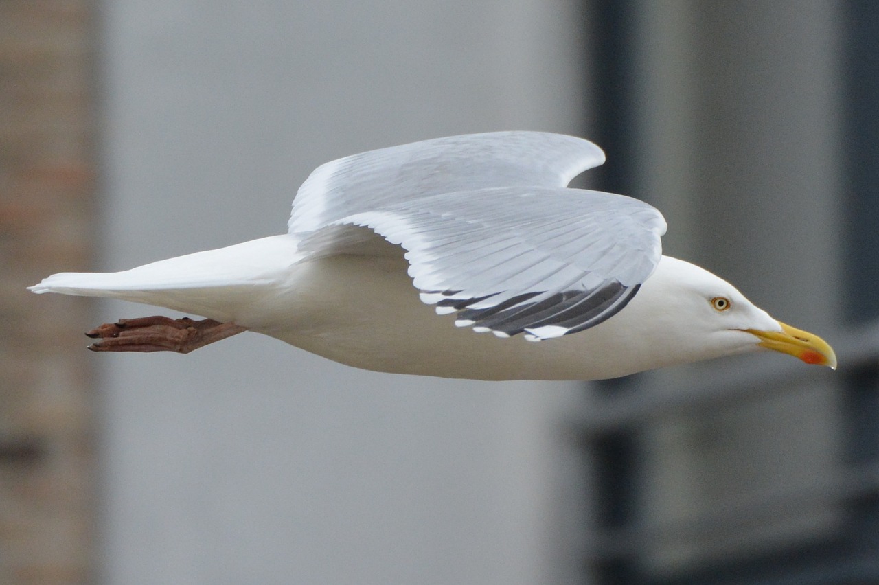 seagull animal bird free photo