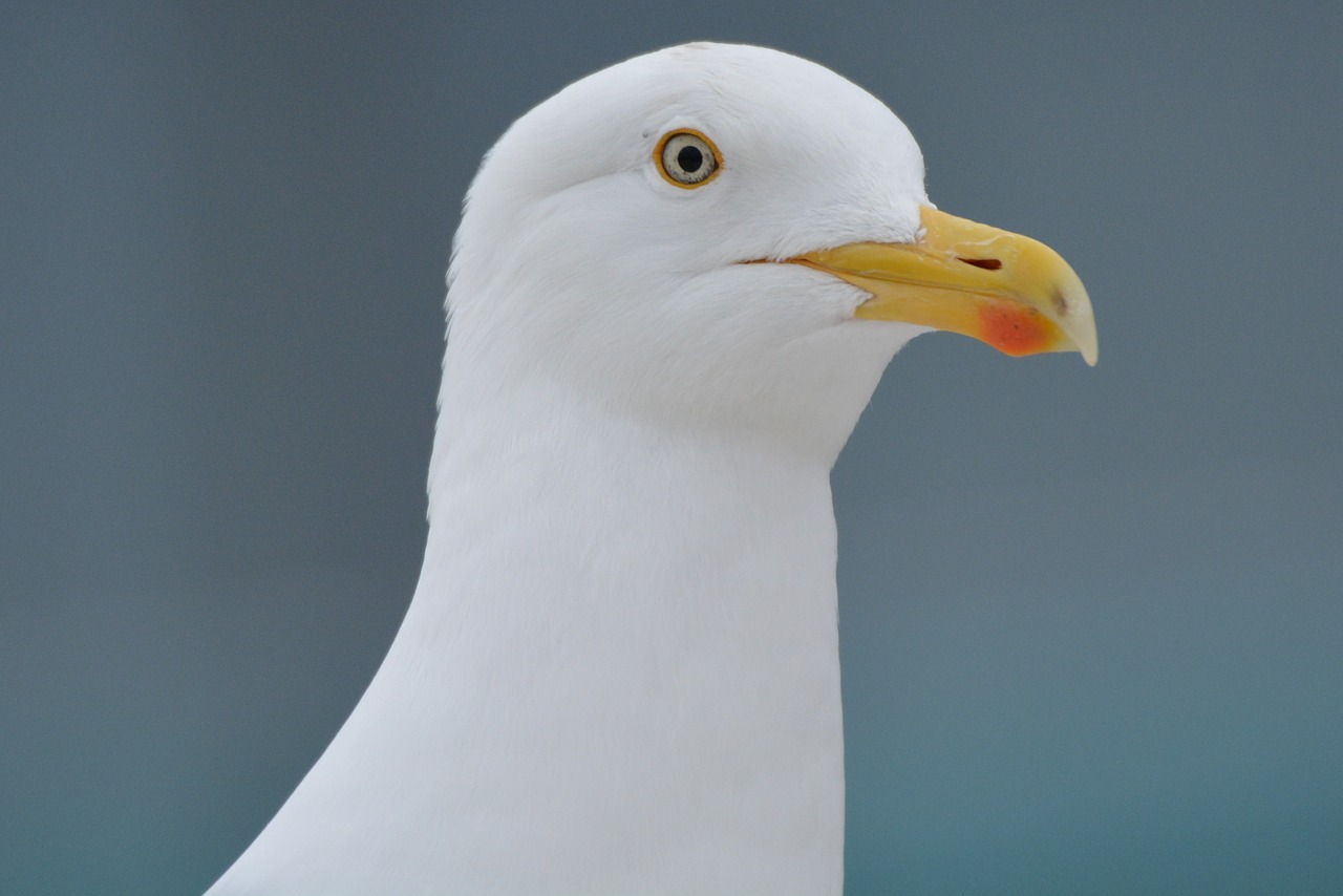 seagull animal bird free photo