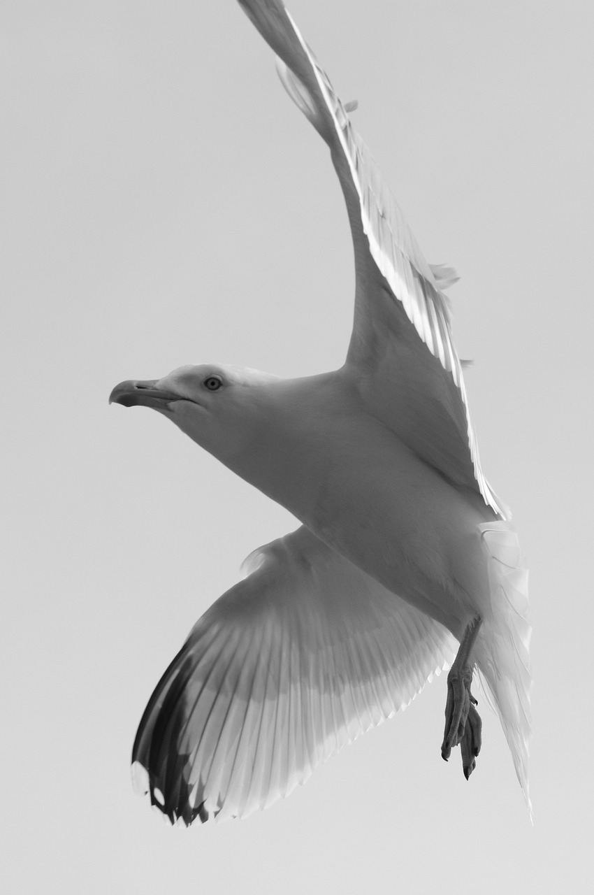 seagull animal bird free photo