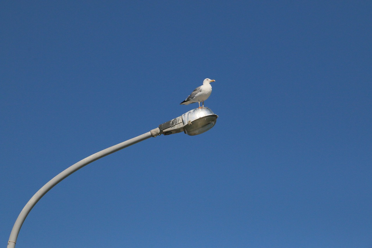 seagull bird blue free photo