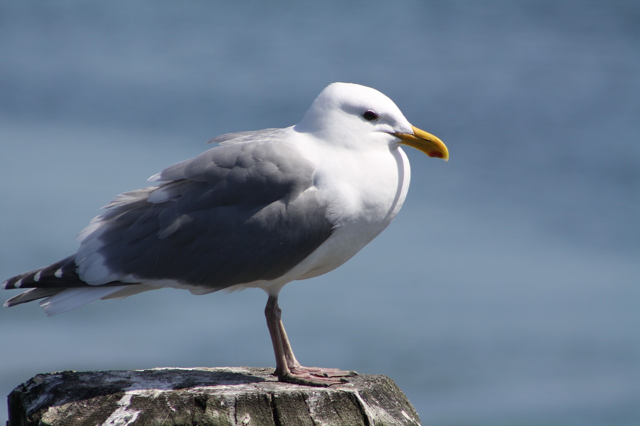 seagull bird beach free photo