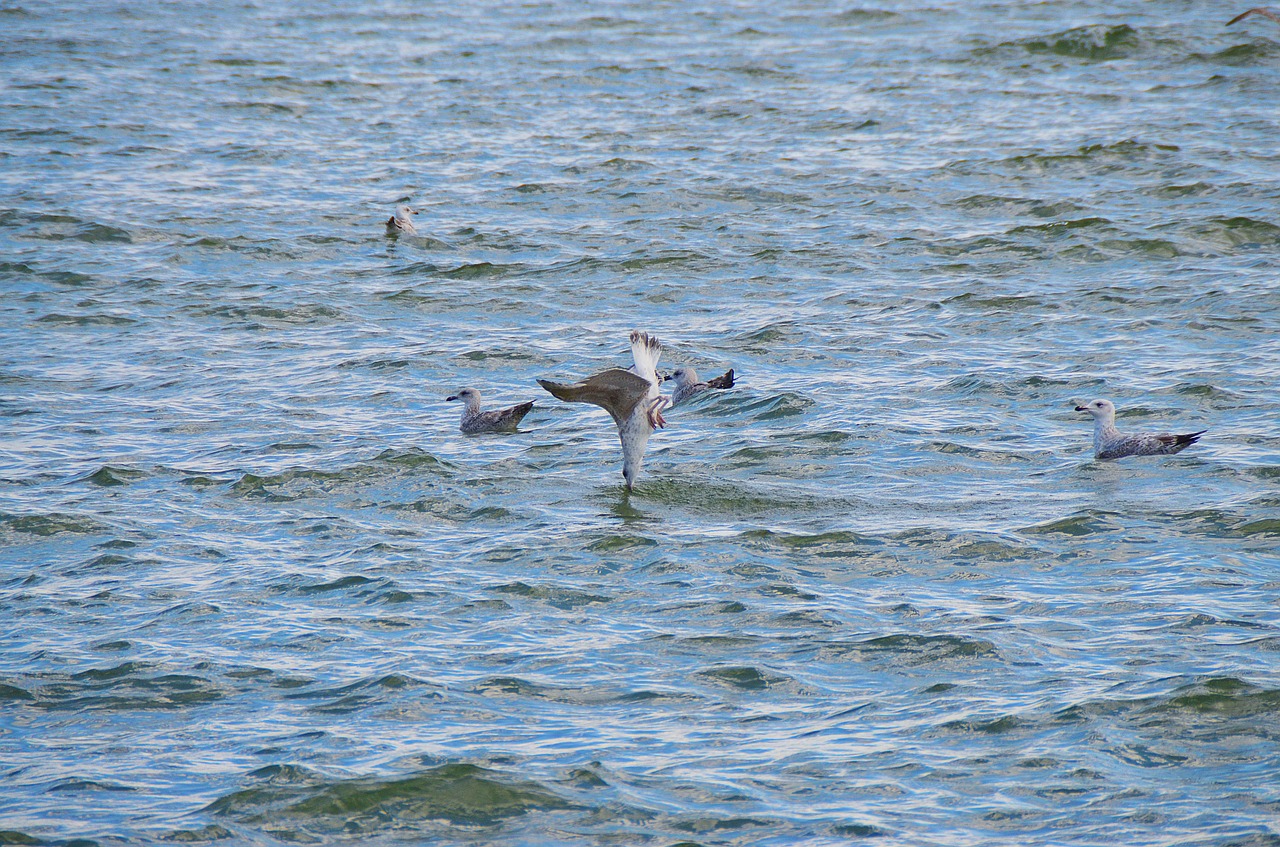 seagull halibut flounder free photo