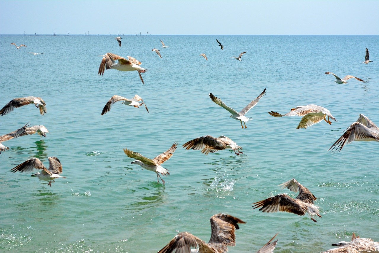 seagull stol birds free photo