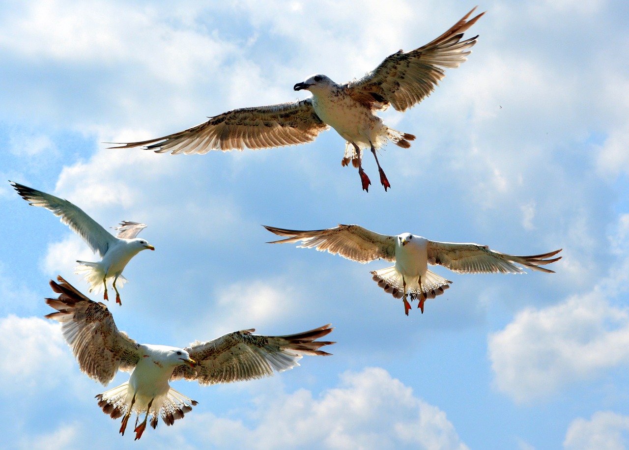 seagull birds flight free photo