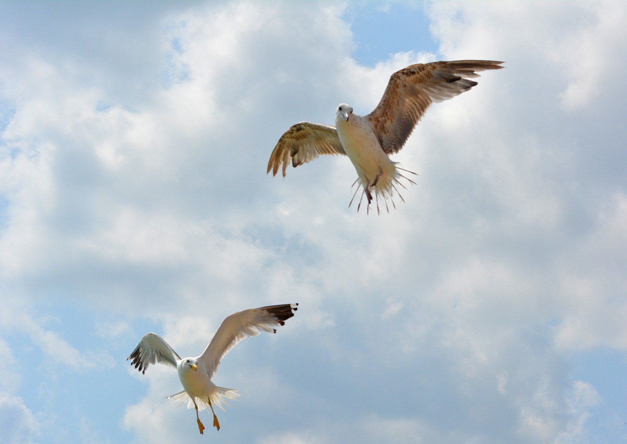 seagull stol birds free photo