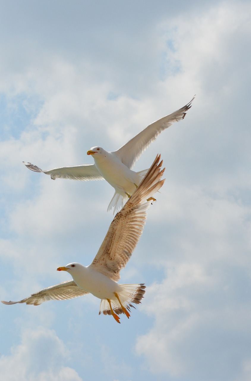 seagull birds flight free photo