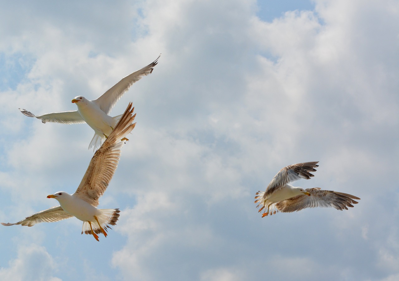 seagull birds flight free photo