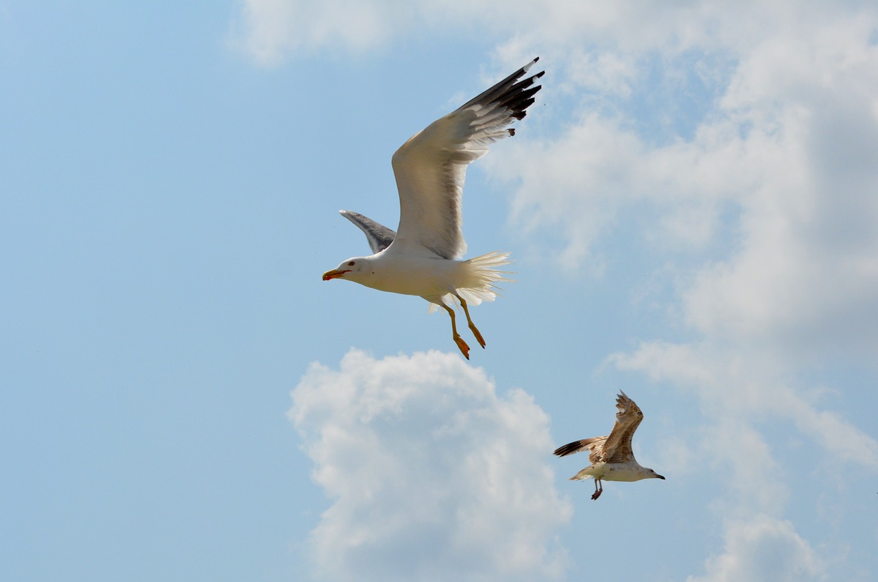 seagull birds flight free photo