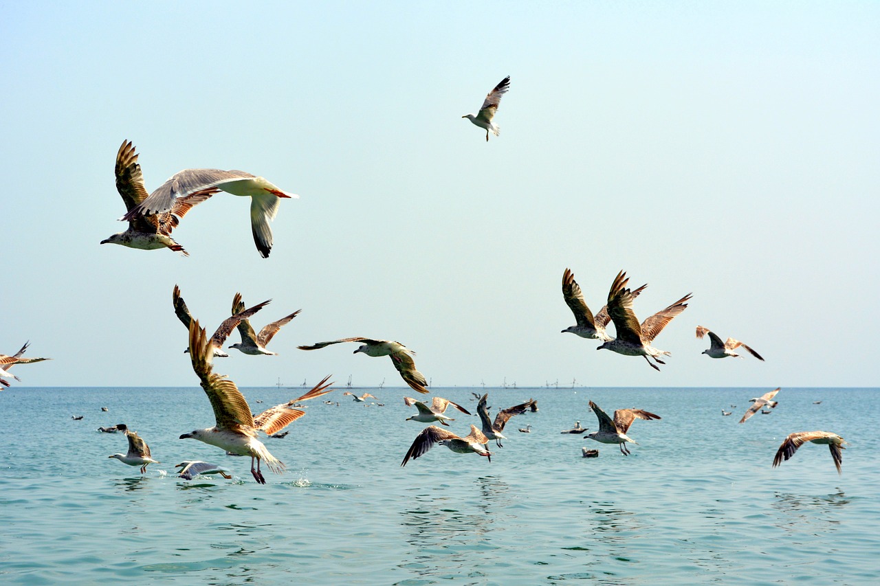 seagull stol birds free photo