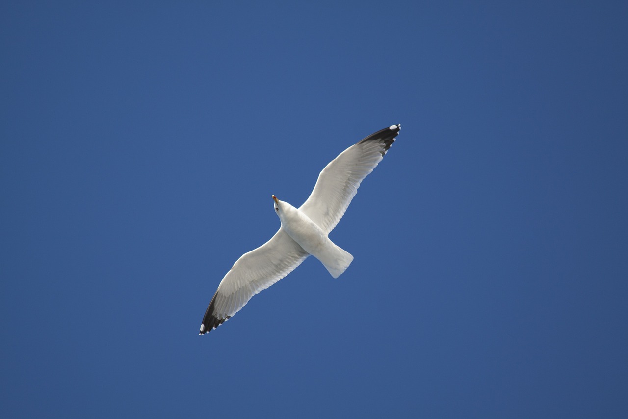 seagull aridae plover like free photo