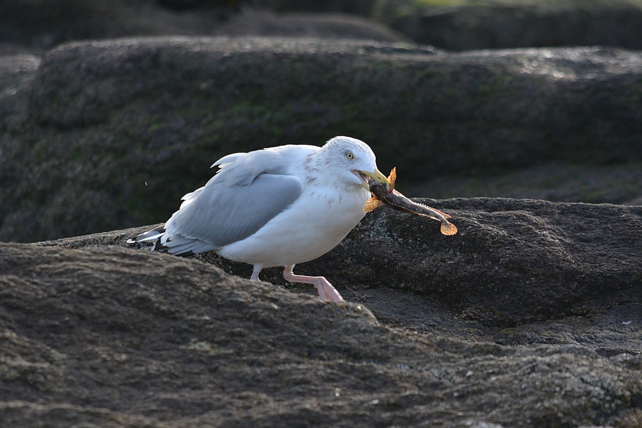 seagull bird animal free photo