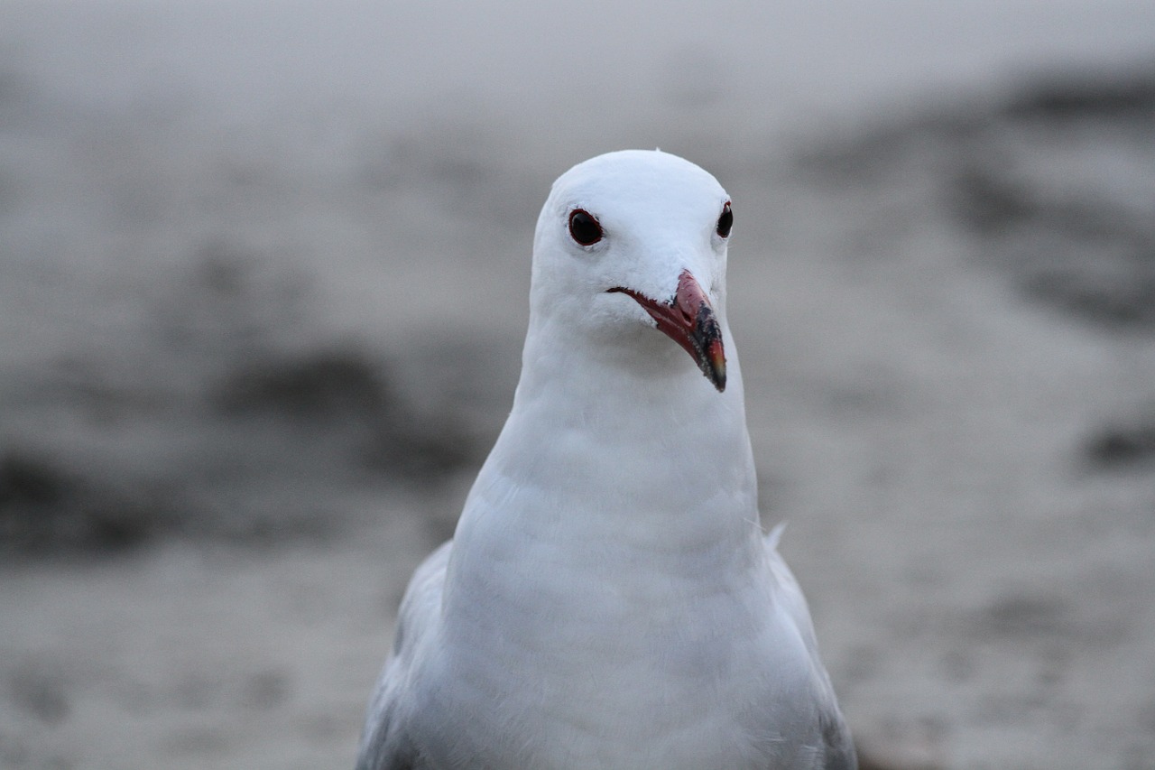 seagull sea ave free photo