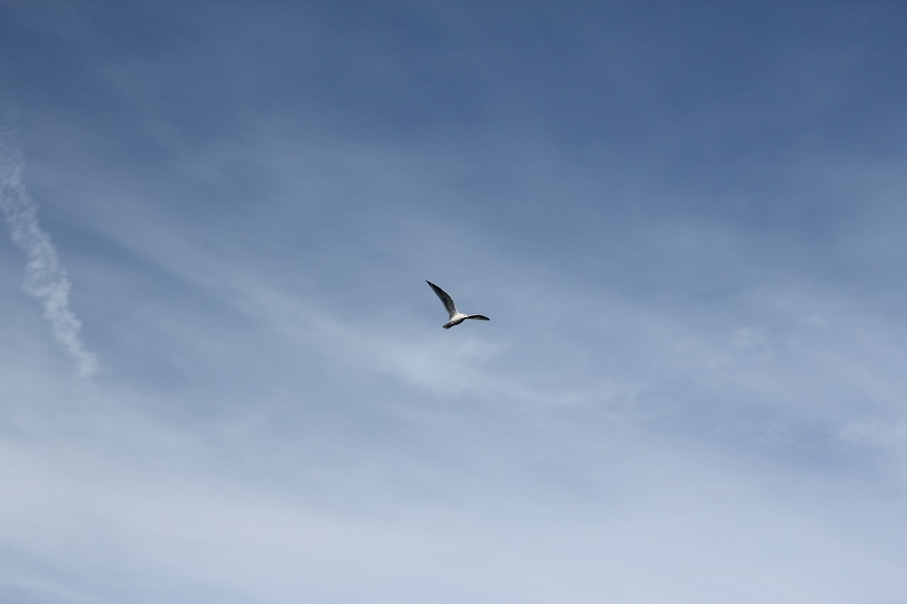 seagull bird flying free photo