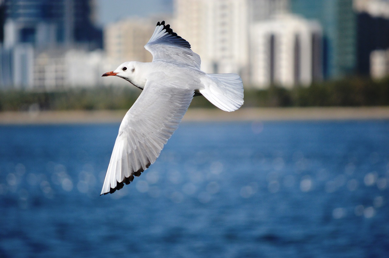 seagull animal bird free photo
