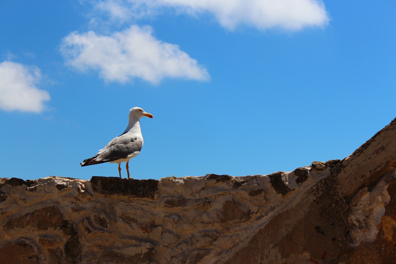 seagull bird animal free photo