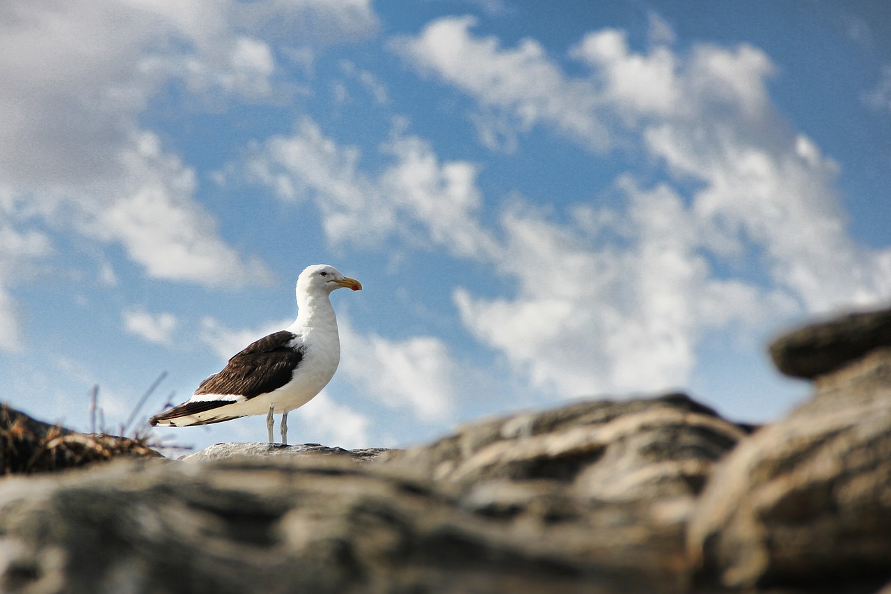 seagull sky bird free photo