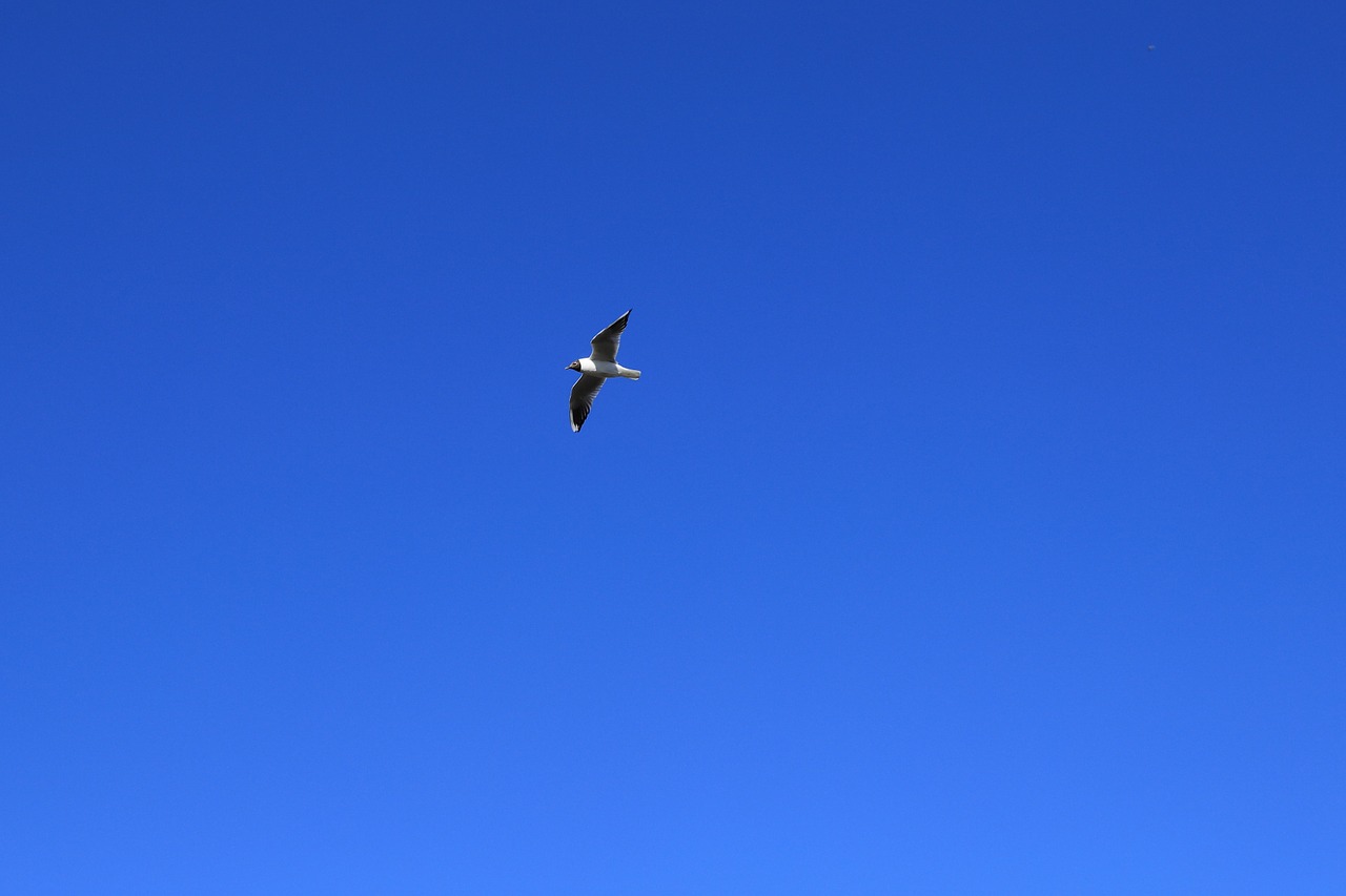 seagull north sea sky free photo