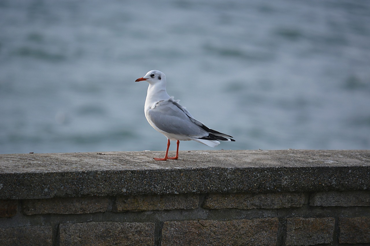 seagull bird black-headed gull free photo