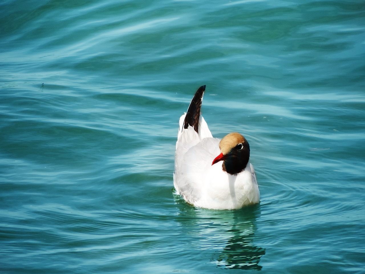 seagull bird water free photo