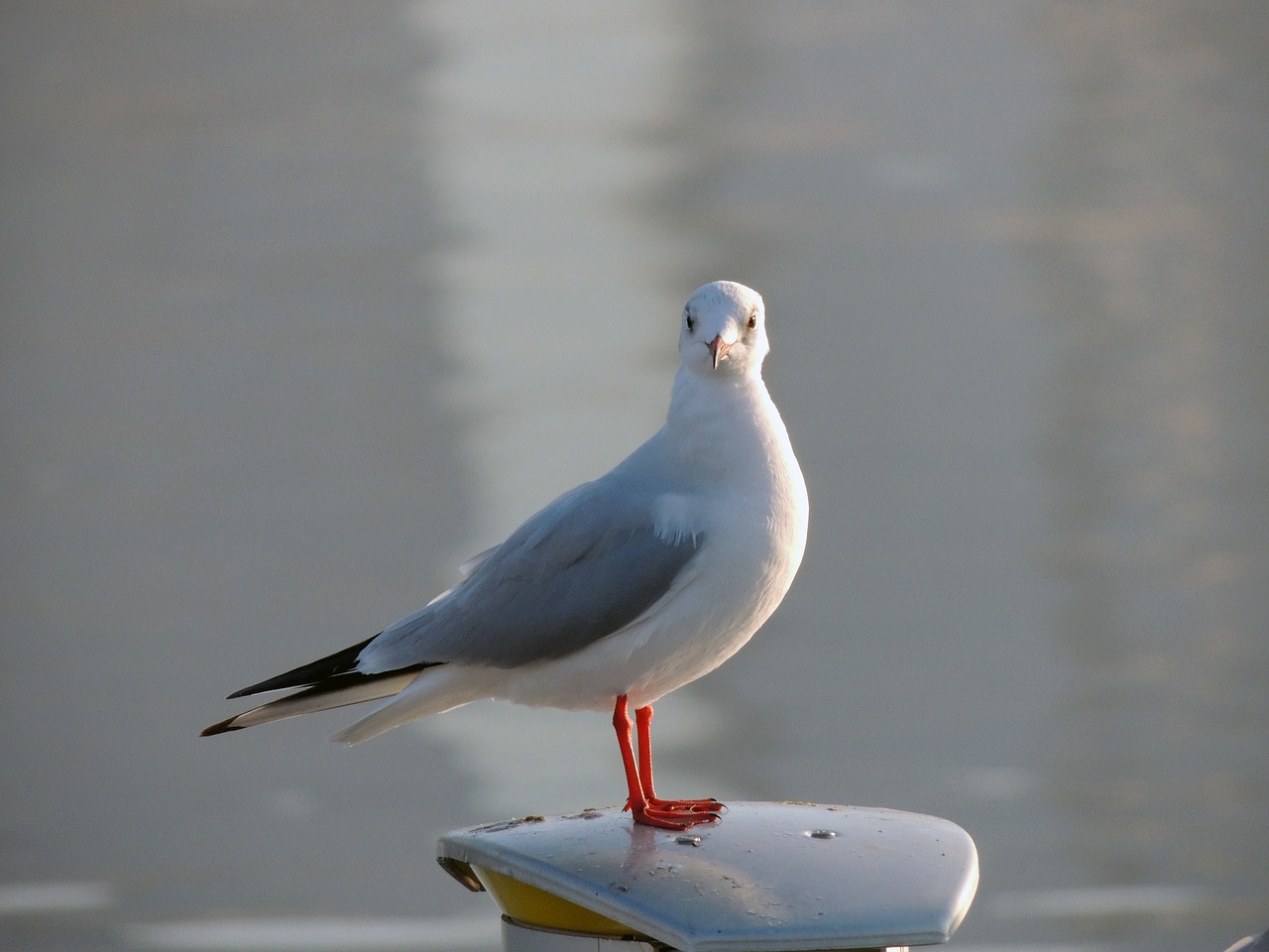 seagull gull birds free photo