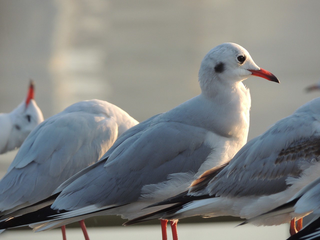 seagull sea gull free photo