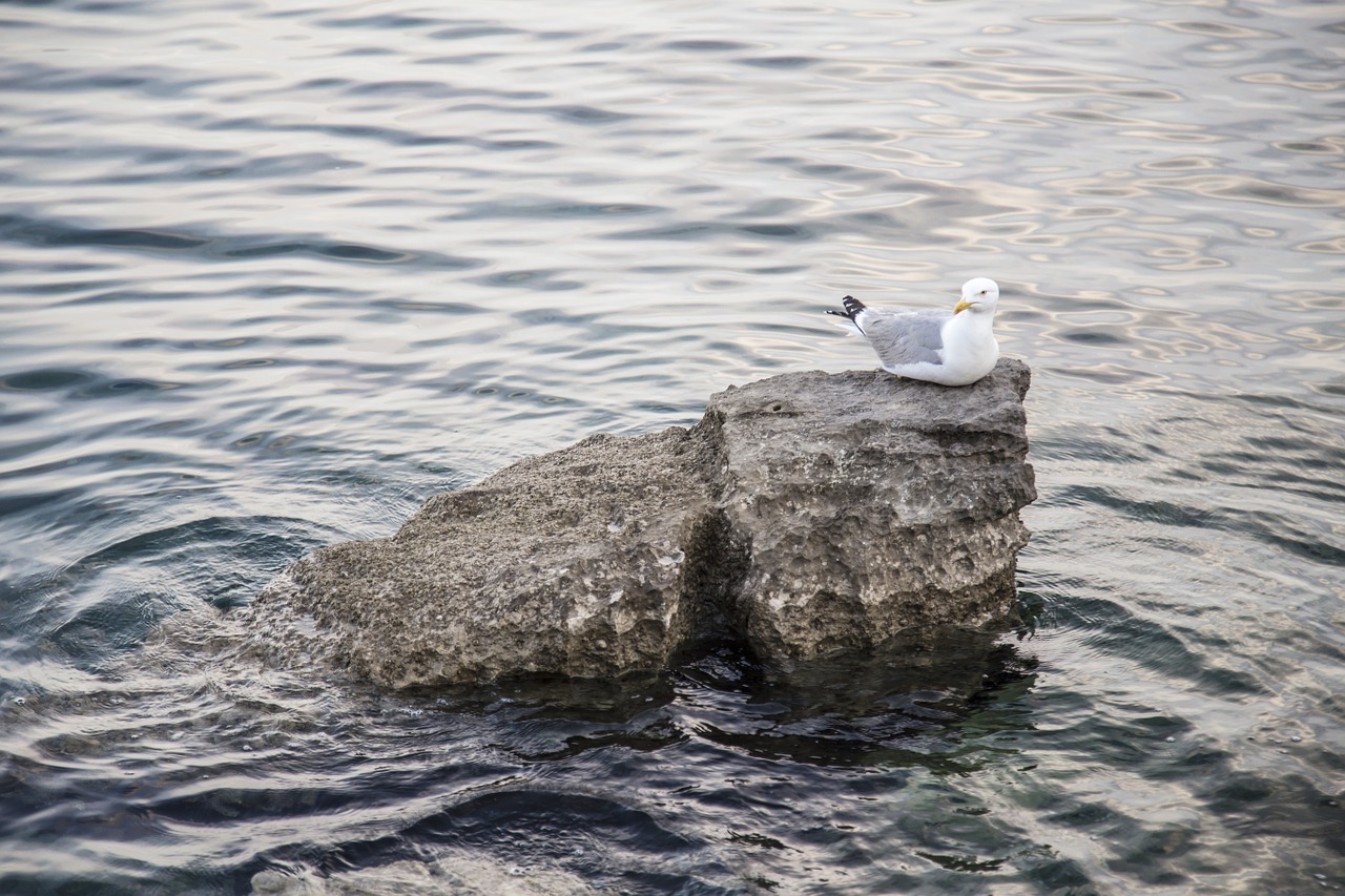 seagull rock sea free photo