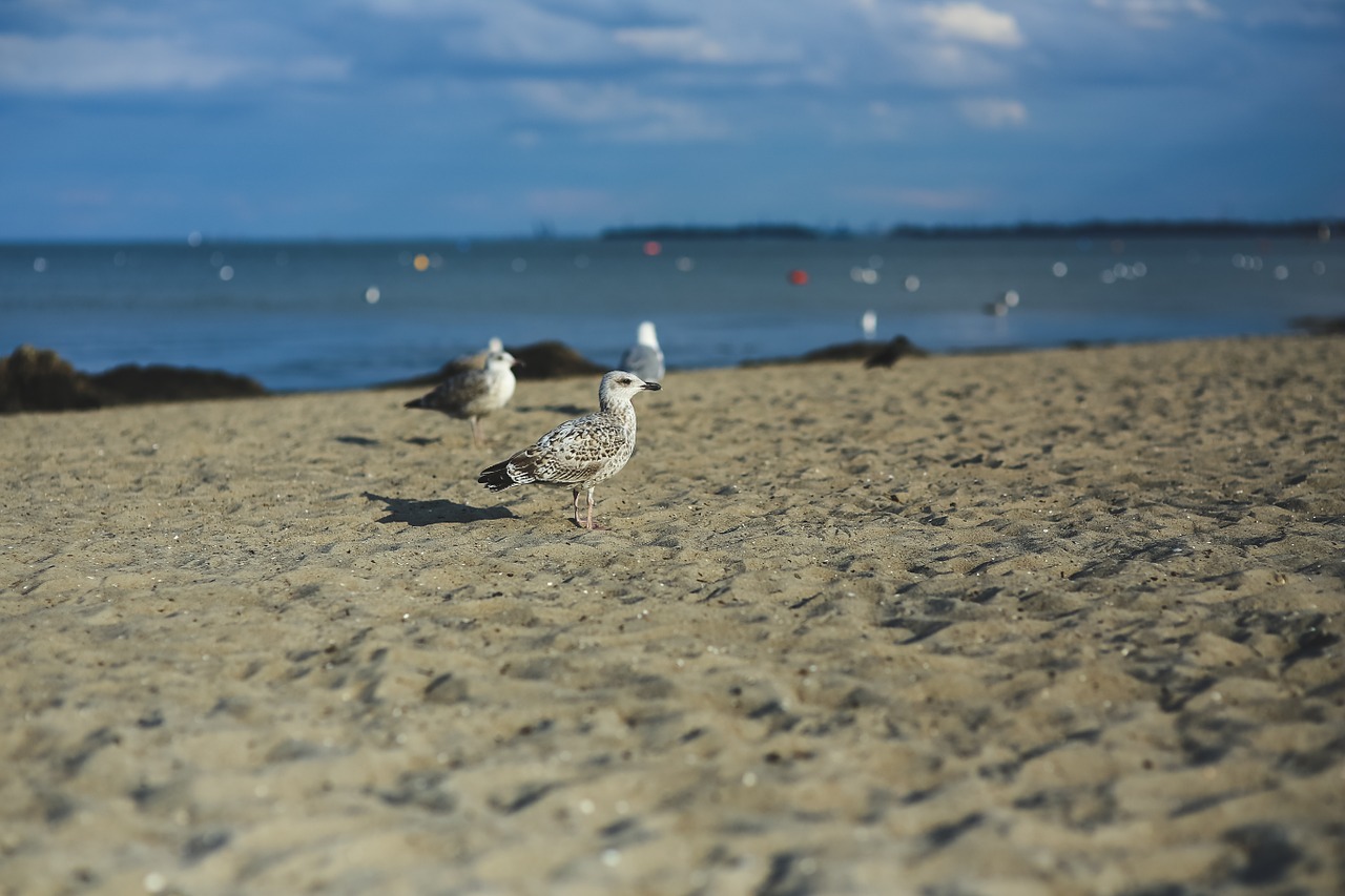 seagull bird animal free photo