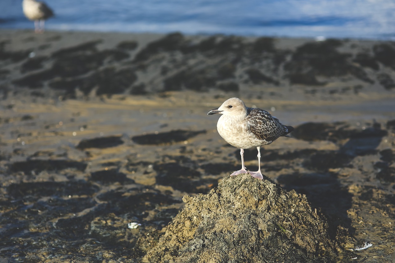 seagull bird sand free photo