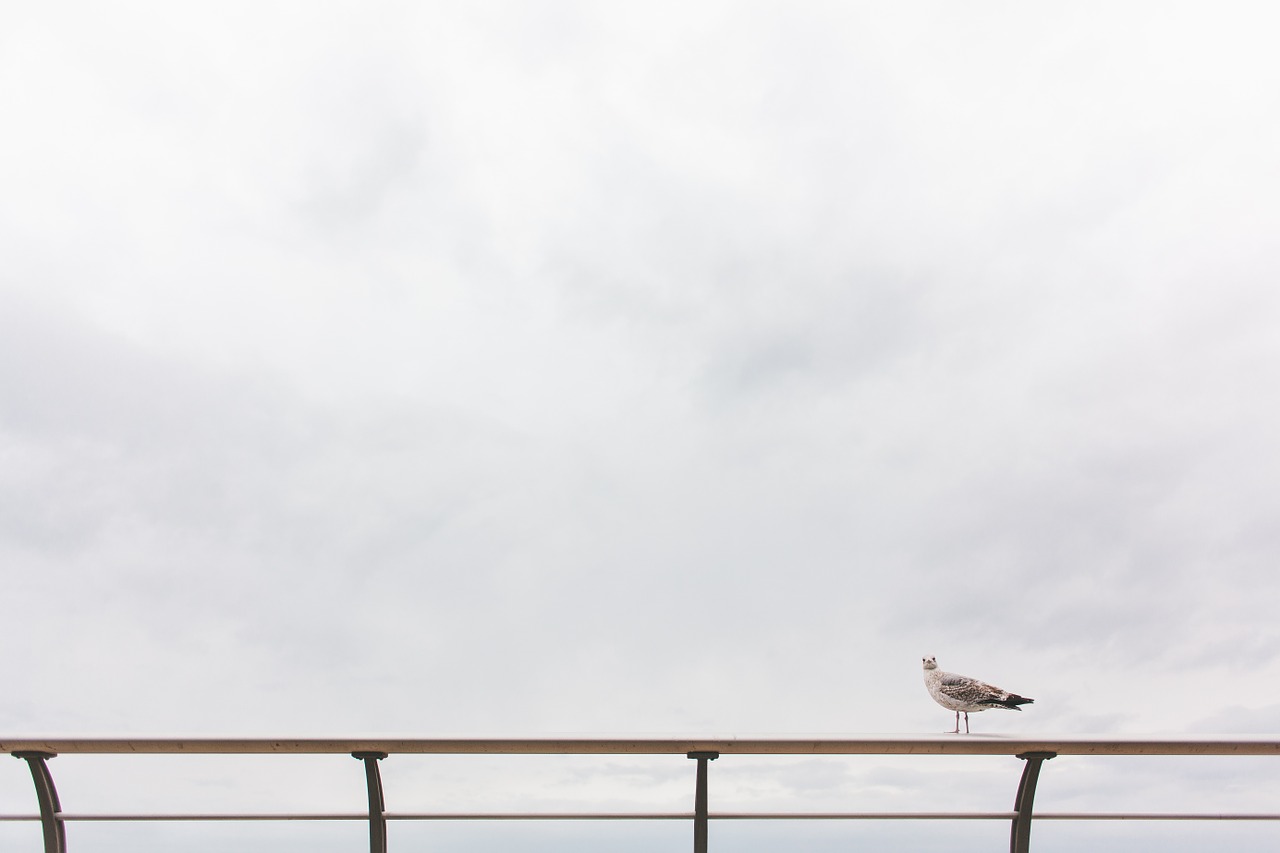 seagull bird sitting free photo