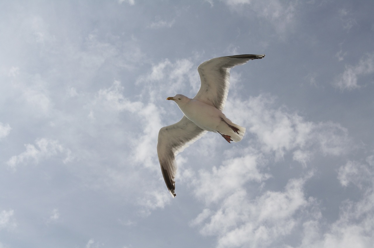 seagull flight fly free photo