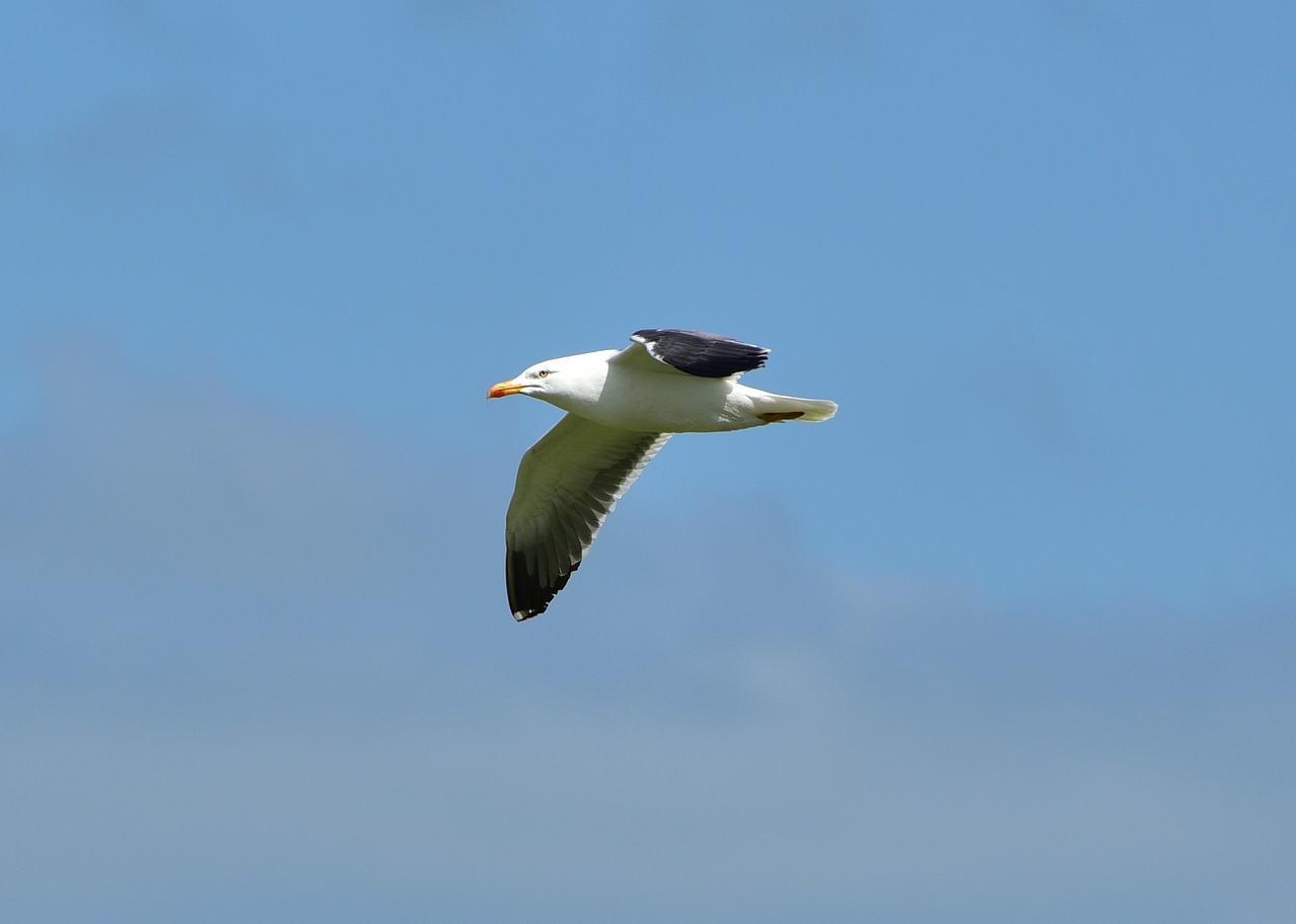 seagull sea bird free photo
