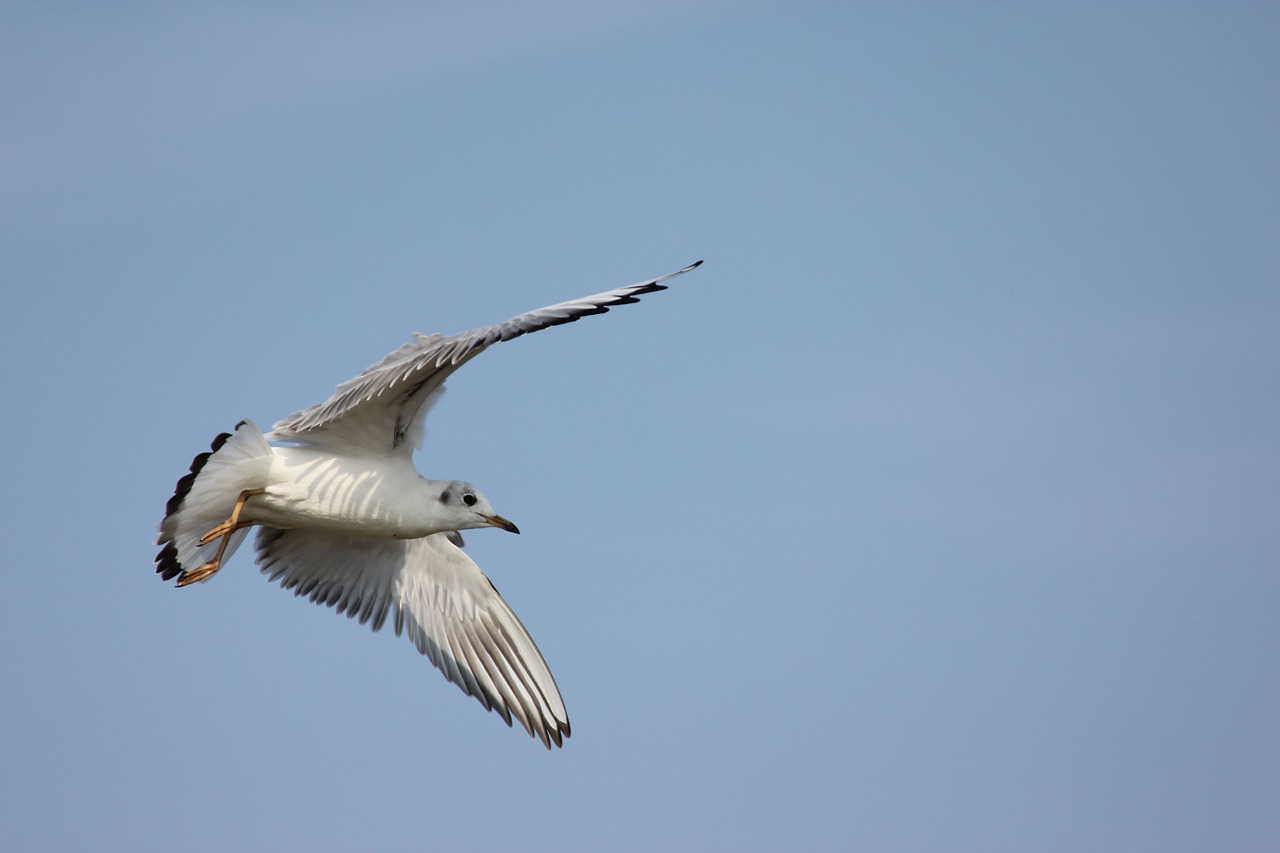 seagull sky baltic sea free photo