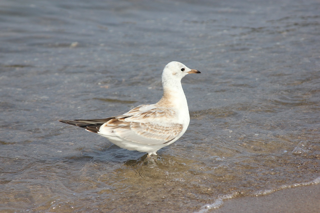 seagull water baltic sea free photo
