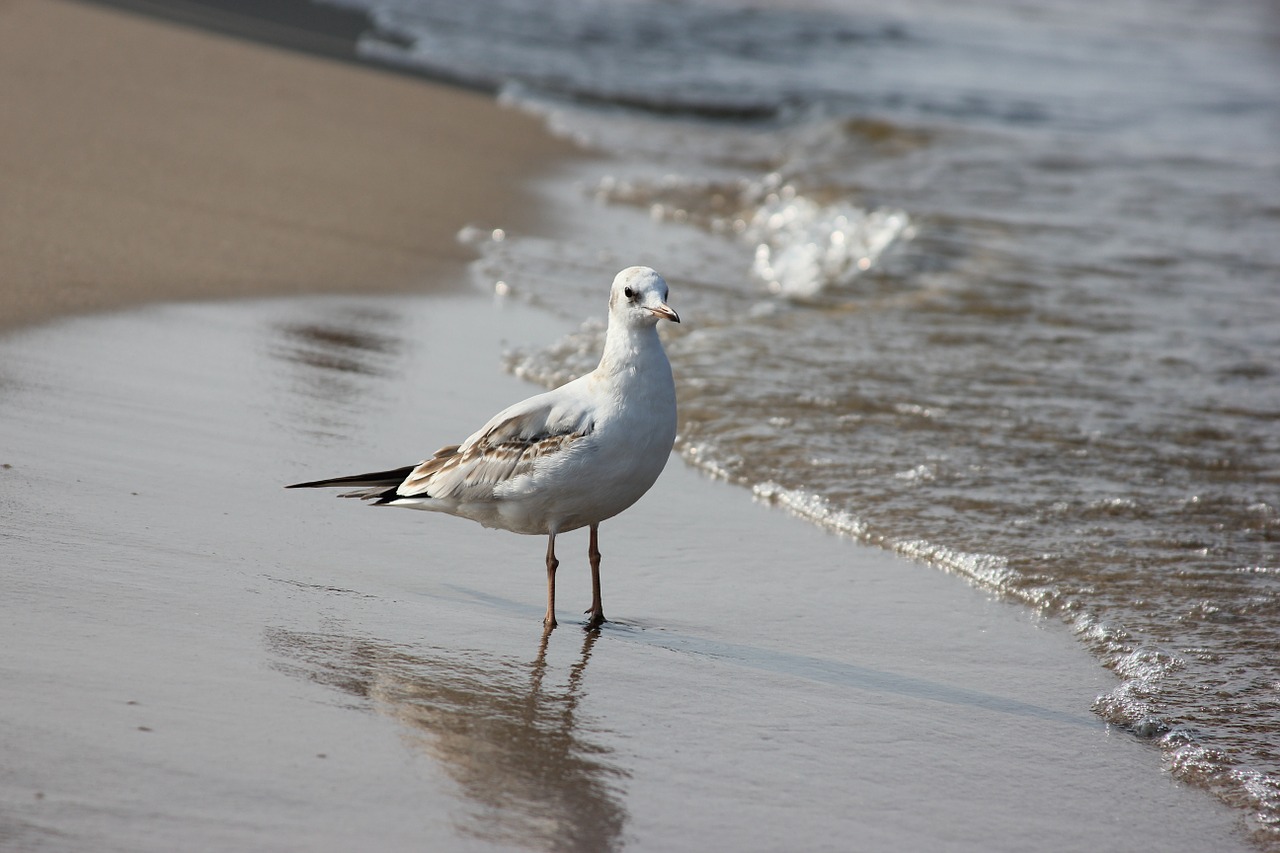 seagull baltic sea beach nature free photo