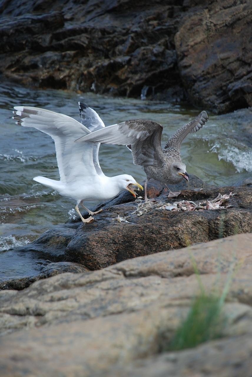 seagull bird water free photo