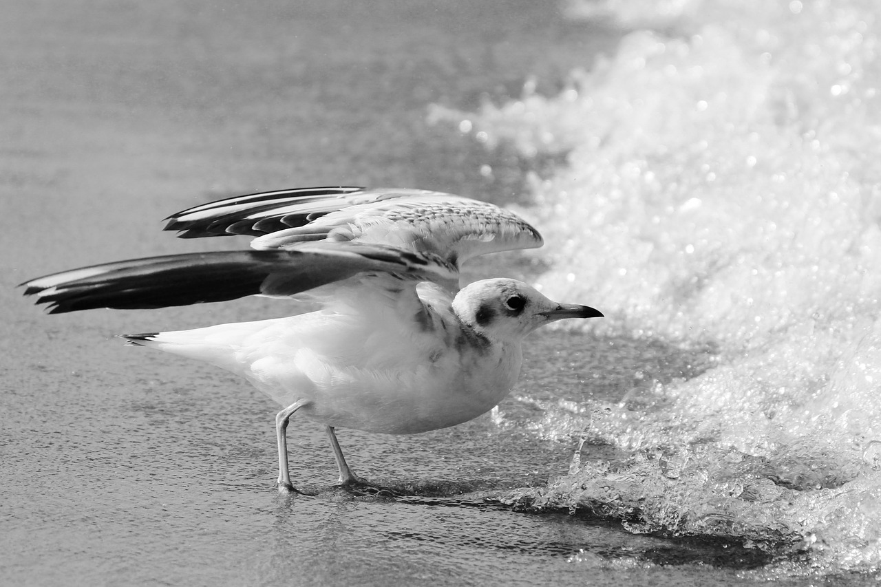 seagull baltic sea fly free photo