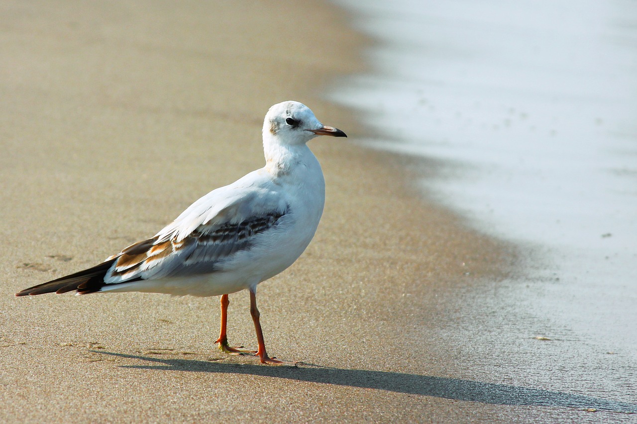 seagull baltic sea bird free photo