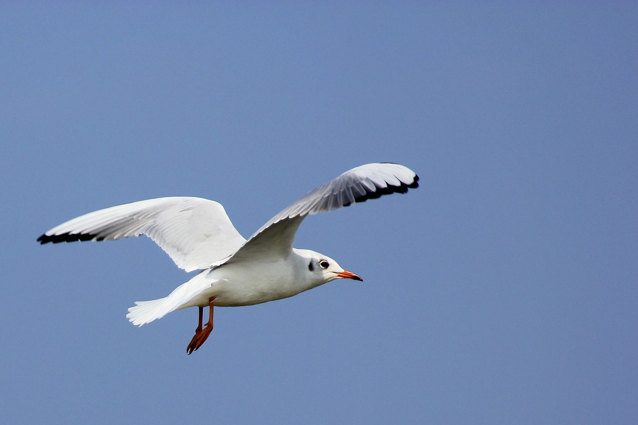 seagull fly sky free photo