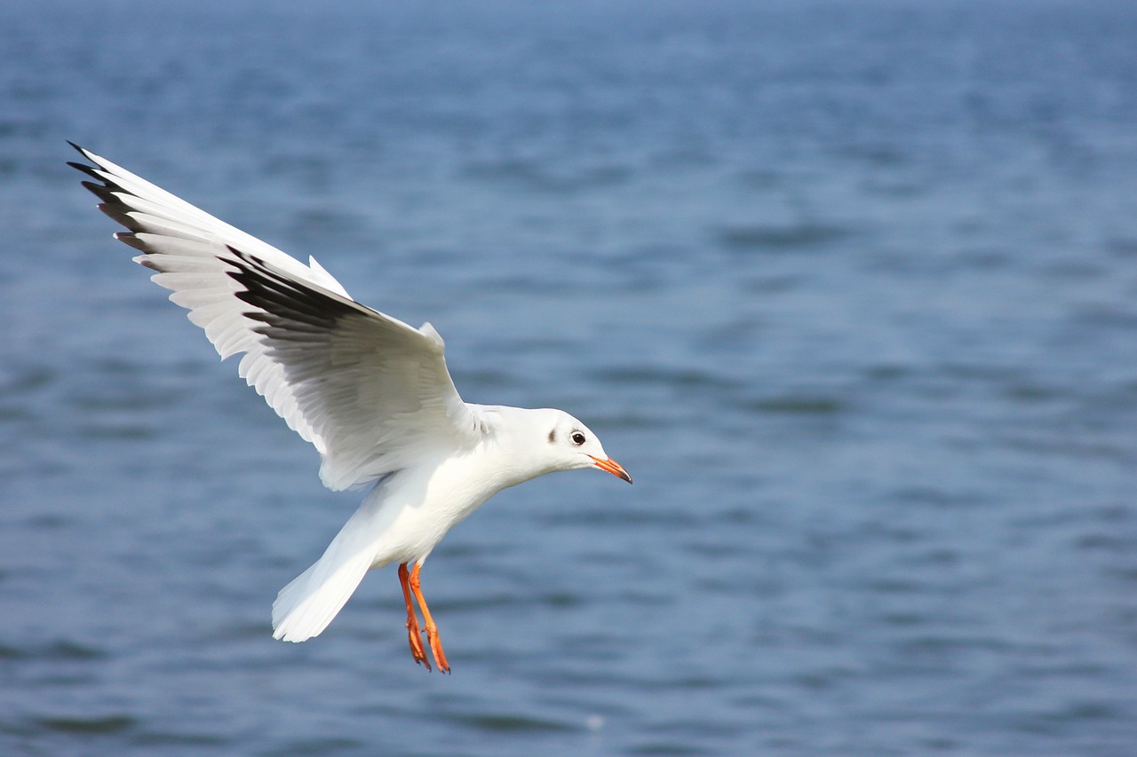 seagull water baltic sea free photo