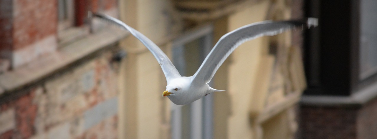 seagull fly bird free photo