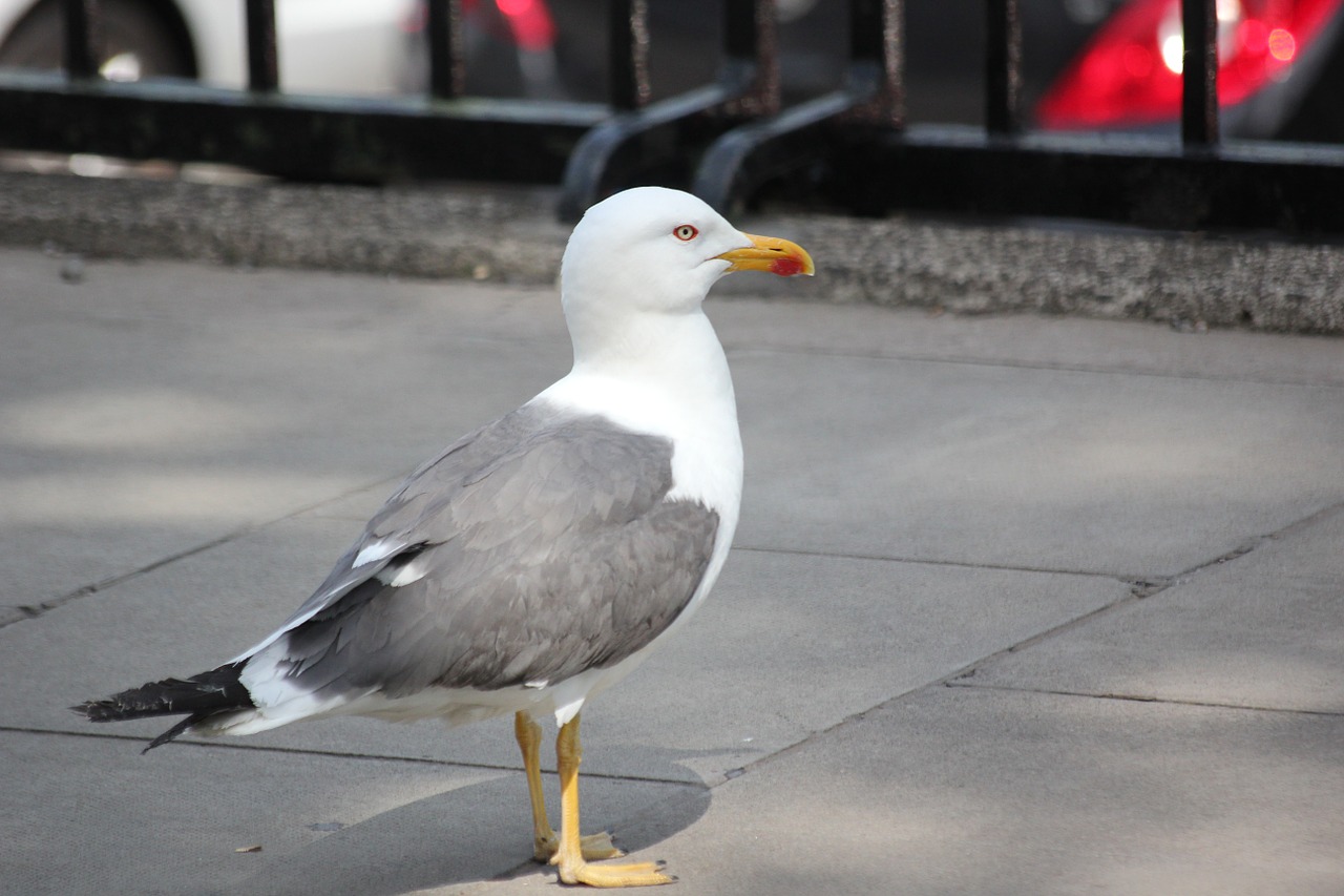 seagull bird water bird free photo