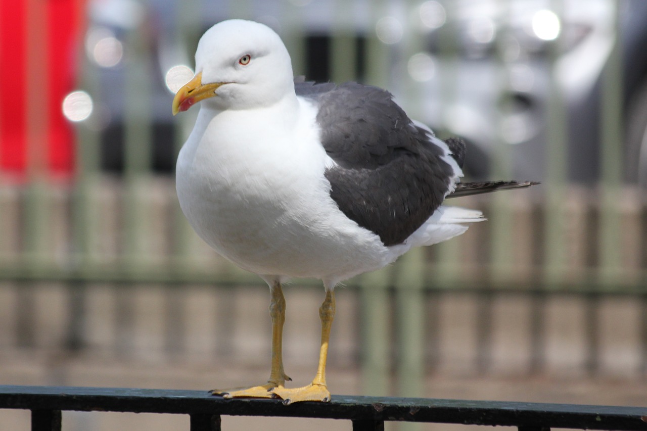 seagull bird water bird free photo