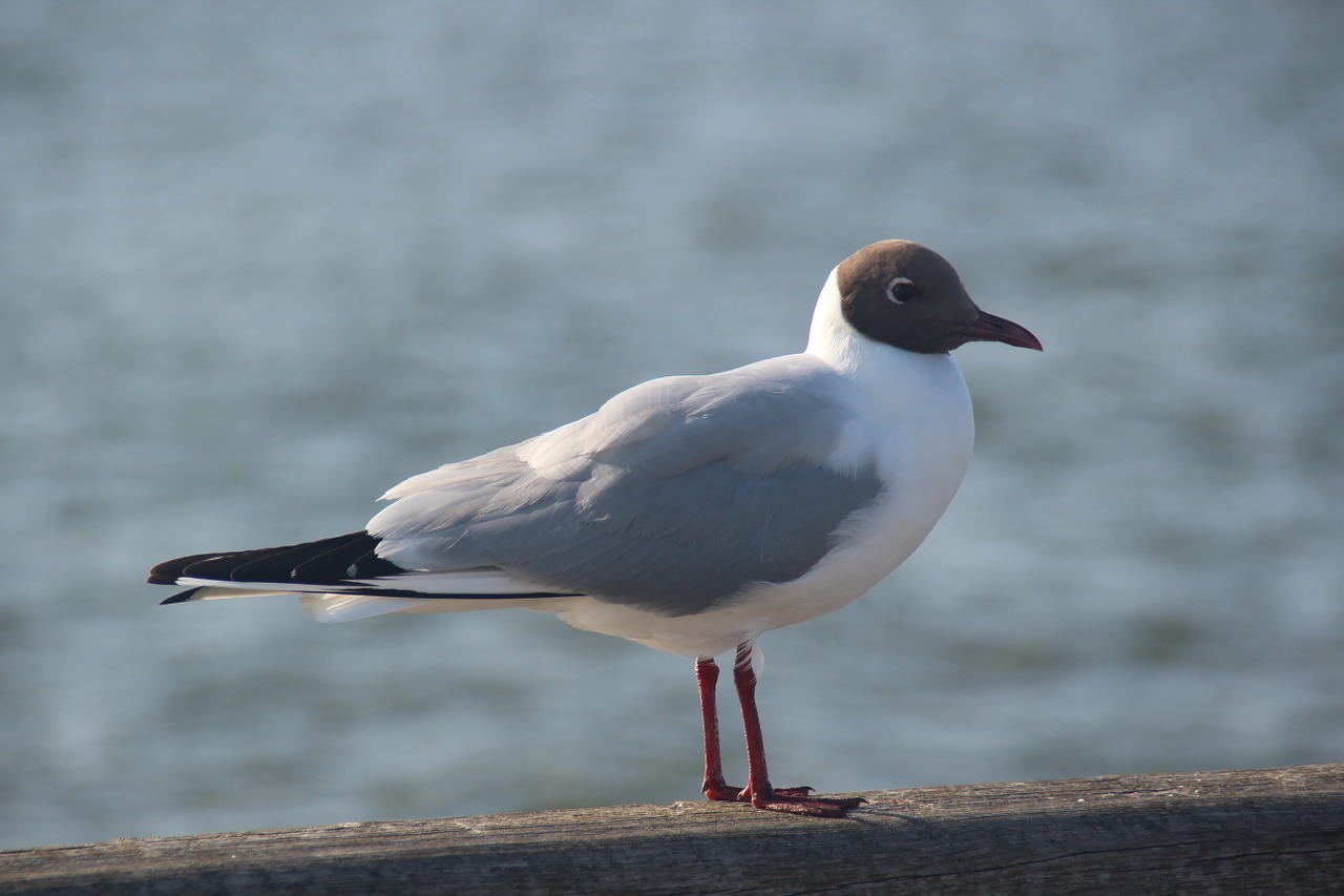 seagull close bird free photo