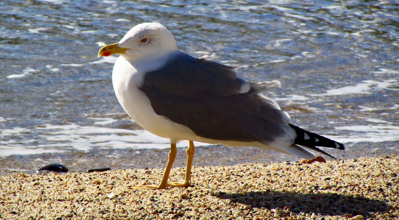 seagull bird animal free photo