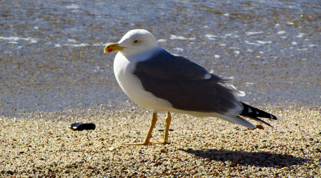 seagull bird animal free photo