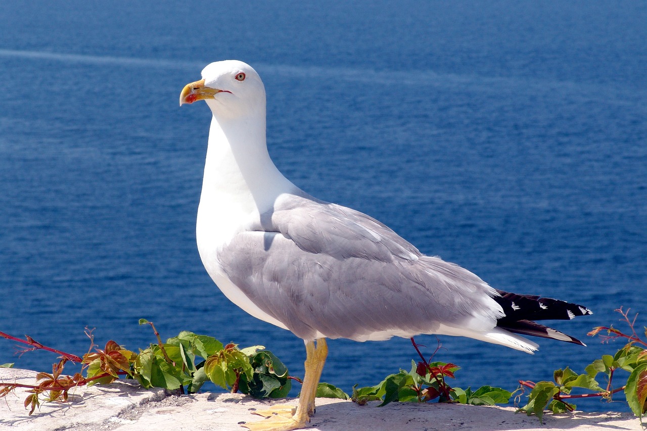 seagull bird sea free photo