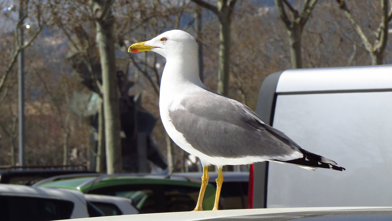 seagull cars walking free photo